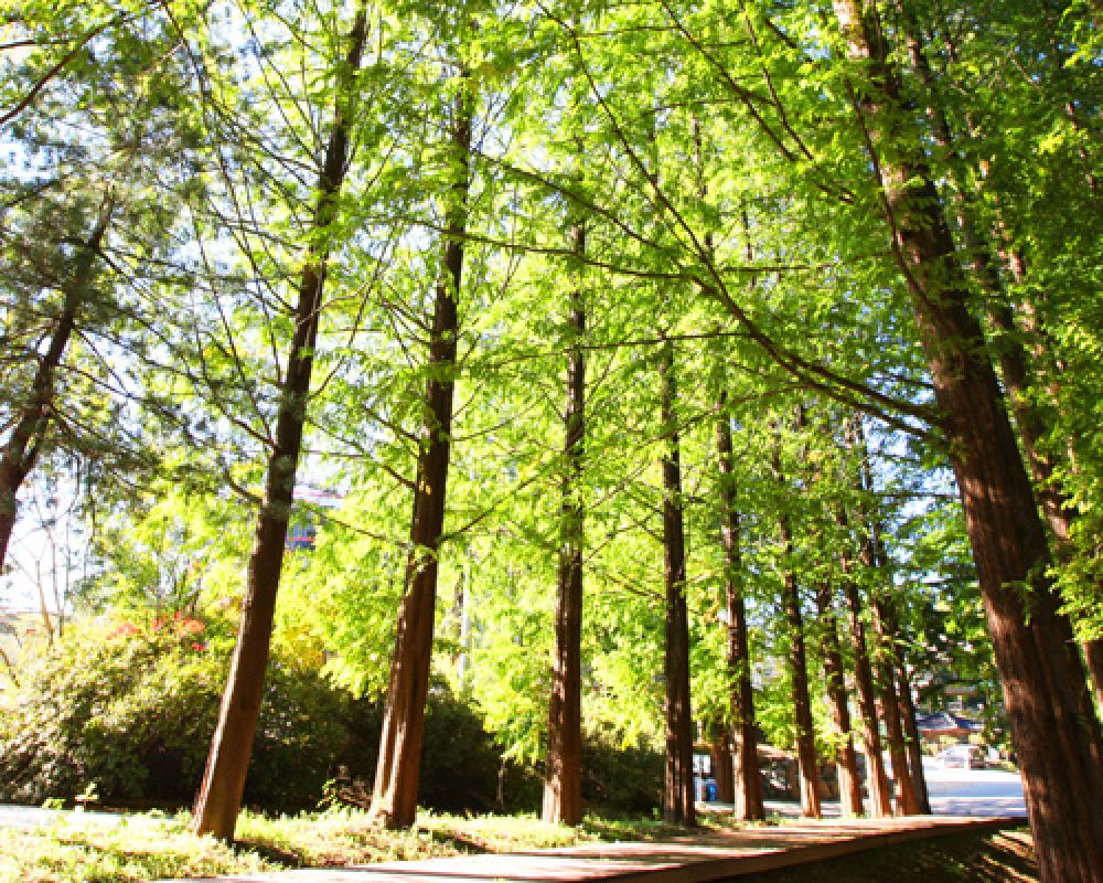 공원숲 산책즐기기